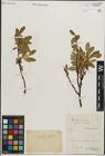 Foto von Salix kitaibeliana Willd. x Salix phylicifolia L.